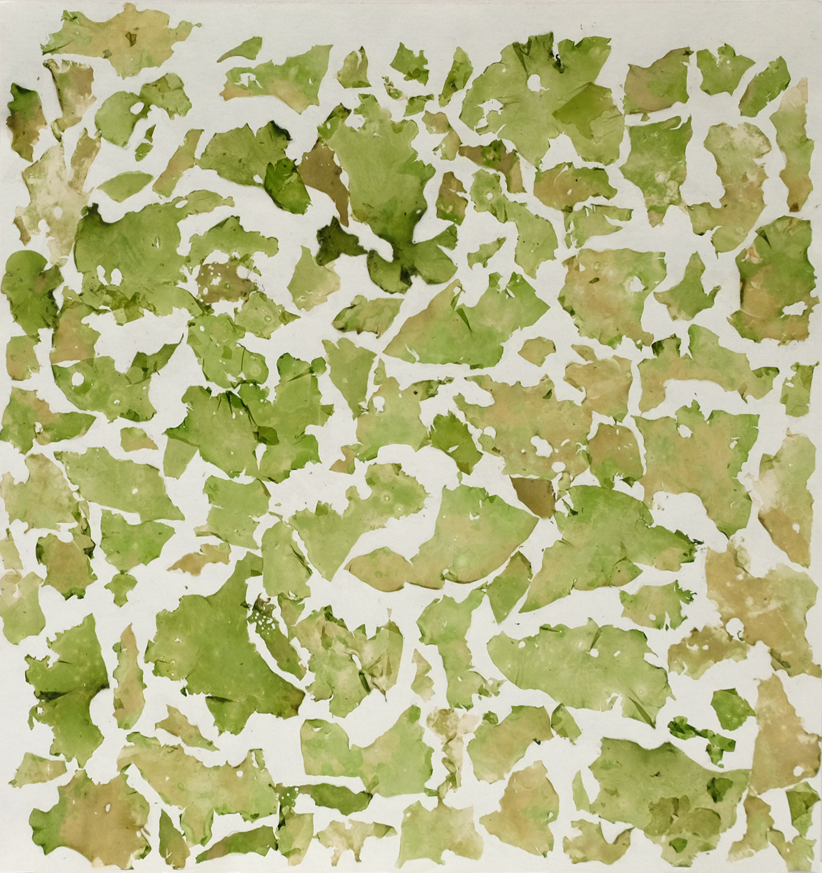 "Gwemon, warec, alga - Laitue de mer", 2006. Herbier, 22,5 x 22,5 cm.